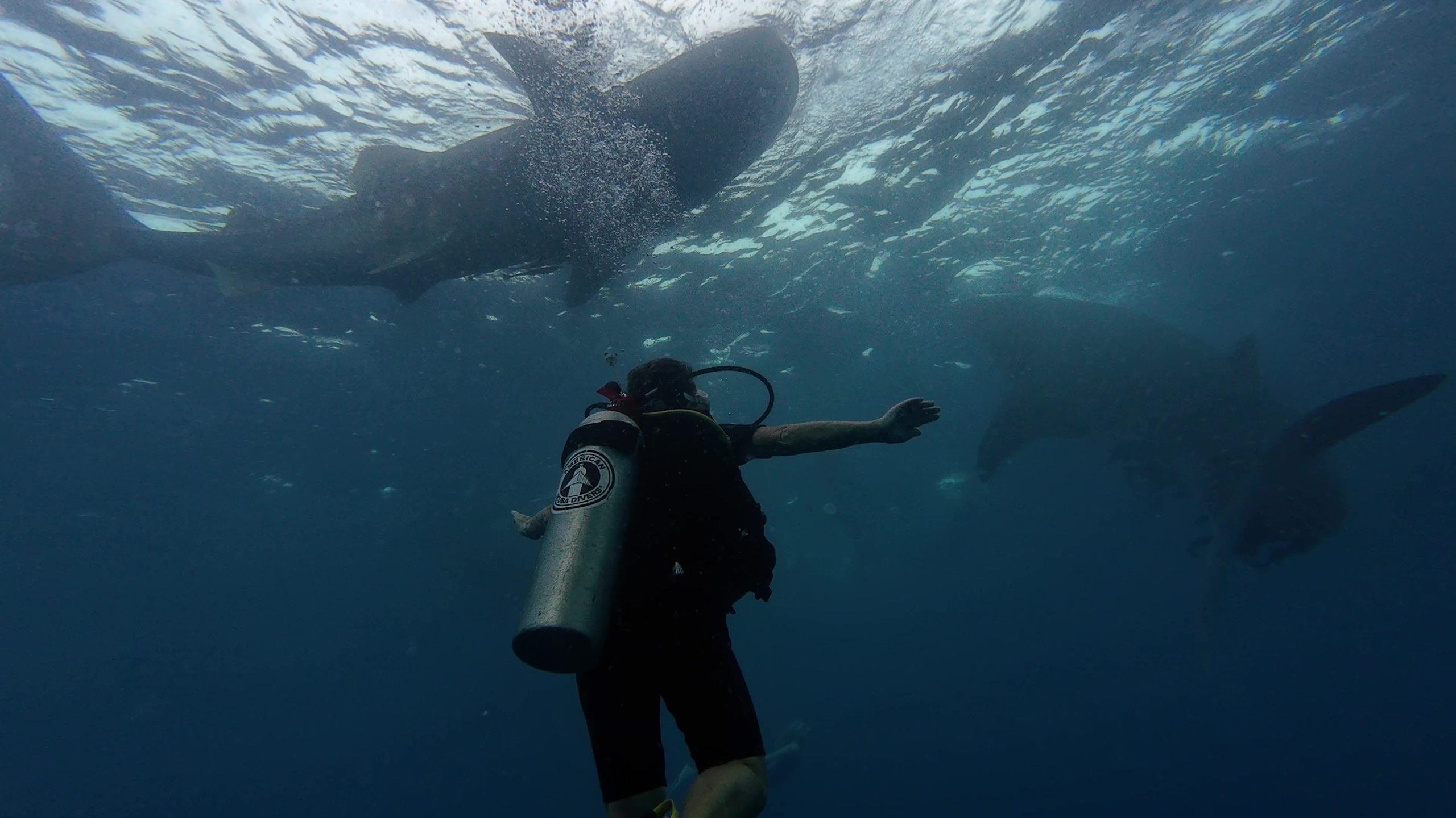Whale shark swimming in crystal clear water